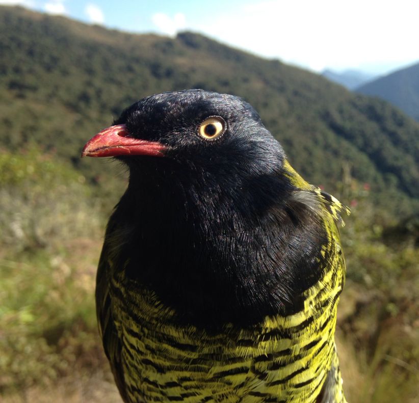 Macho en el sur de Perú. Allí el color del iris es amarillo. Foto: Nicole Laroche