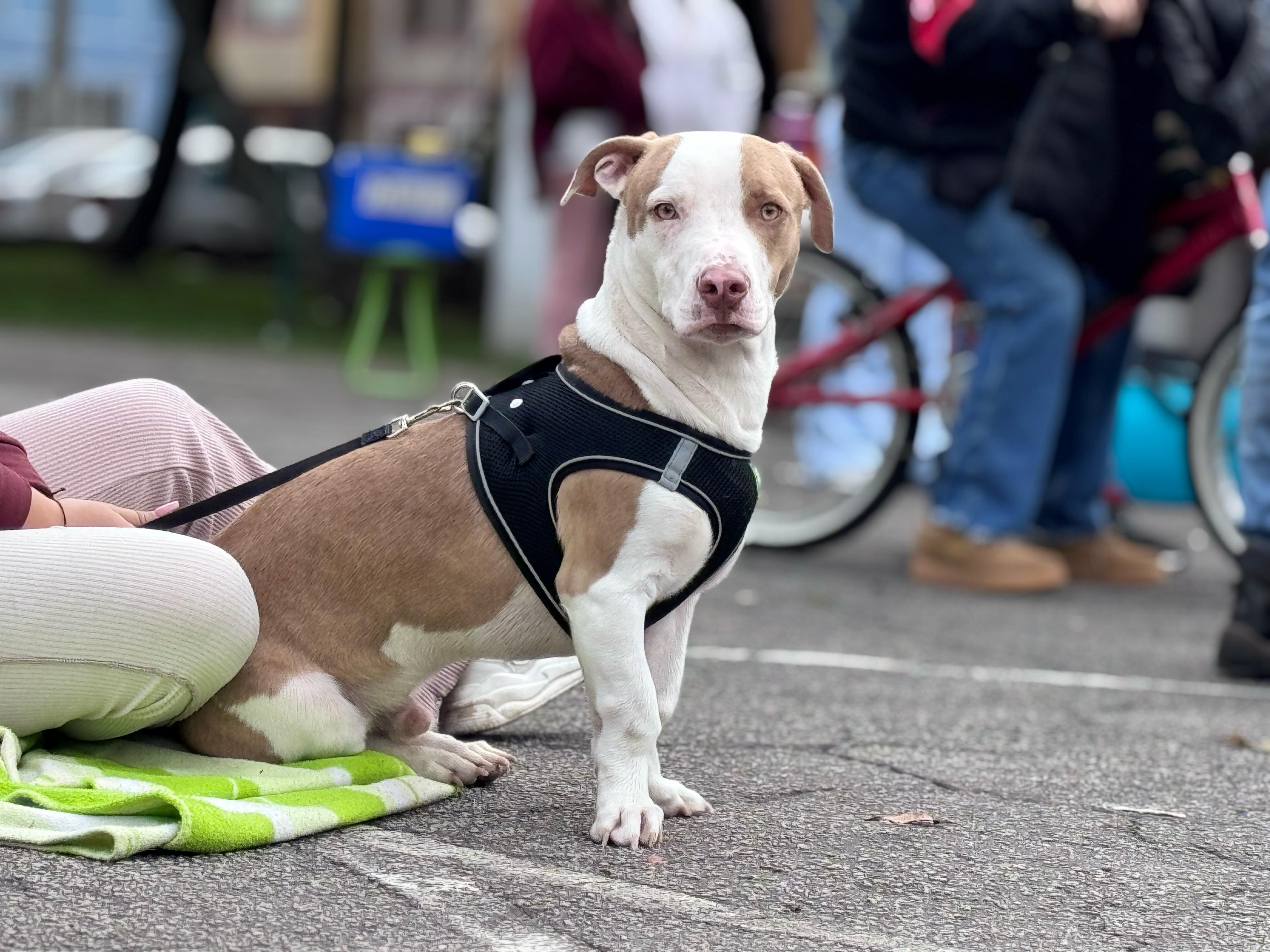 Bogotá celebrará San Valentín con una gran feria dedicada al bienestar de los animales