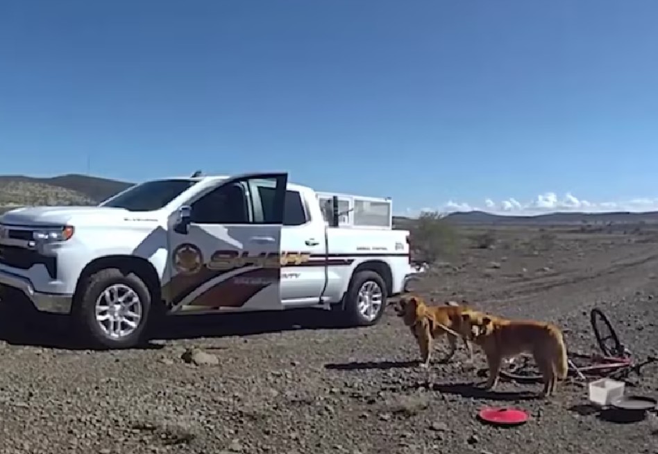 Rescatan dos perros que sobrevivieron al calor del desierto atados a una bicicleta