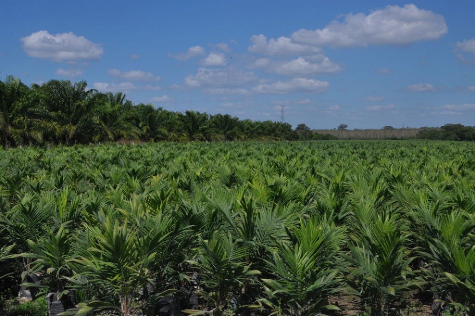 Tierras y autogeneración de energía, prioridades de palmicultores