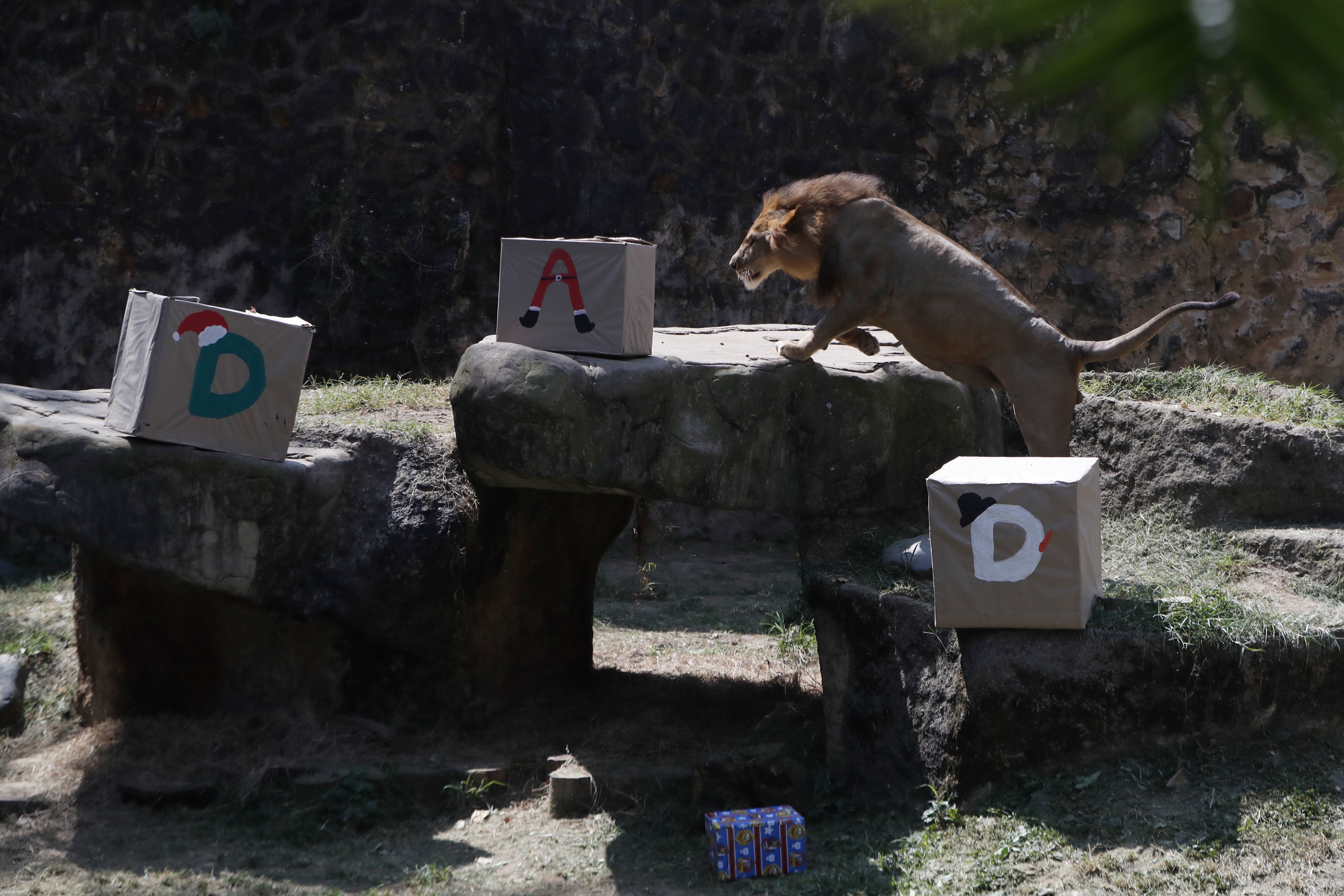 Promotores de bienestar animal le dieron una dulce navidad a varios animales del zoológico con cajas adornadas como regalos donde les ofrecieron los alimentos que más disfrutan.