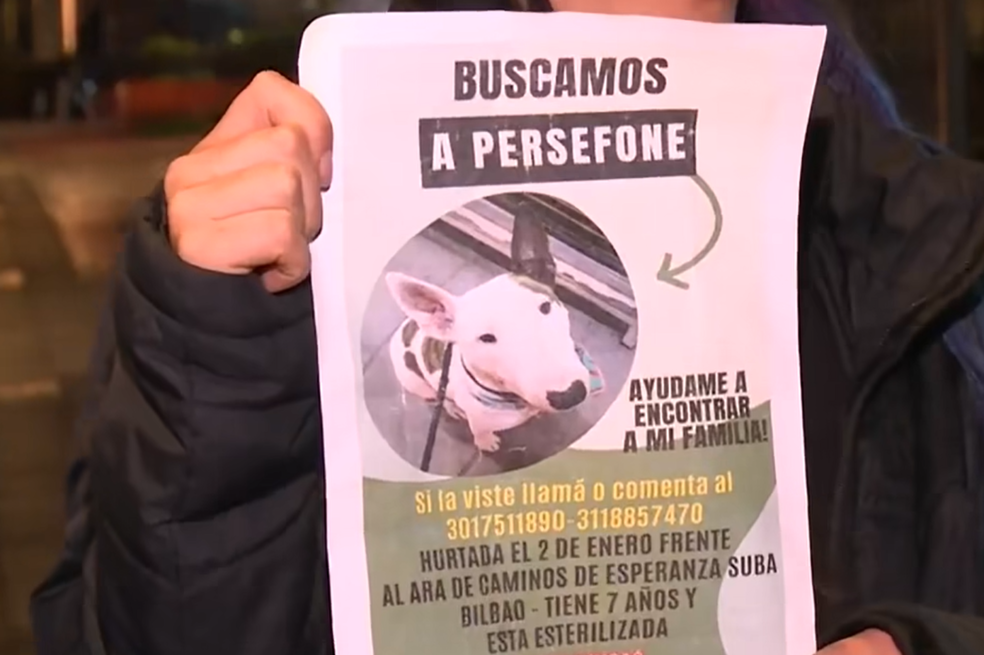 (VIDEO) Denuncian robo de Perséfone, una perra de 7 años, en el norte de Bogotá