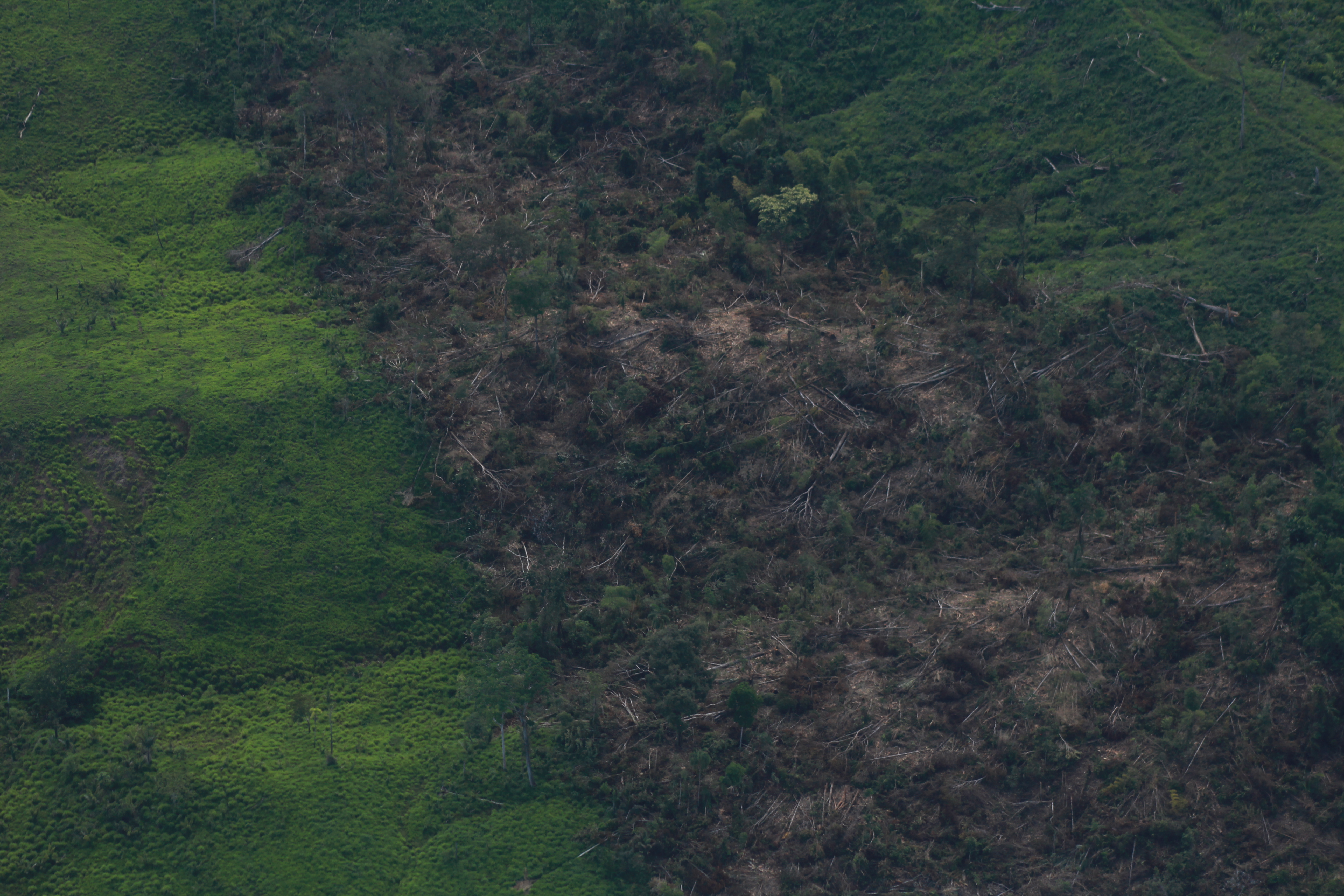 Deforestación en Colombia aumentó en 2024 frente a 2023: perdimos 113.000 hectáreas