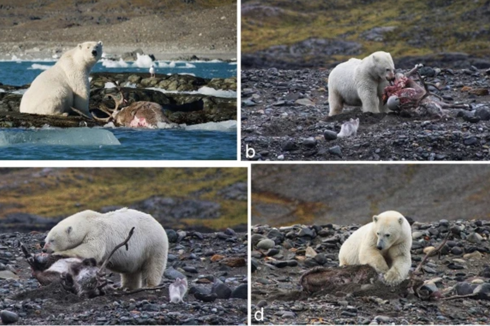 Por primera vez captan a un oso polar cazando a un reno