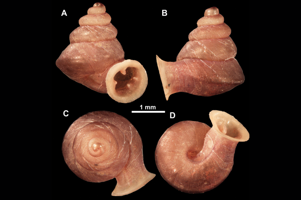 La nueva especie de caracol diminuto que nombraron en honor a Pablo Picasso