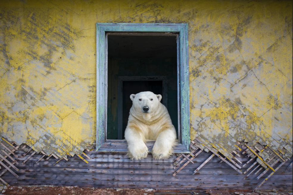Marco polar: Cuando el barco de Kokh se acercó a la pequeña isla de Kolyuchin, en el Alto Ártico ruso, abandonada por los humanos desde 1992, se sorprendió al ver movimiento en una de las casas. Los prismáticos revelaron que los osos polares -más de 20 en total- exploraban el pueblo fantasma. Dmitry utilizó un dron poco ruidoso para documentarlos.