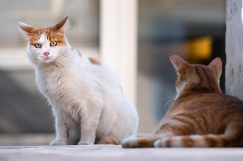 ¿Son más fieles los gatos o las gatas?