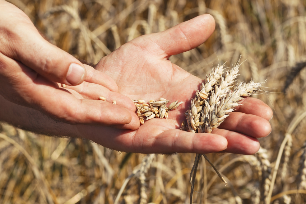 Qué pasará con la producción de alimentos en 2018