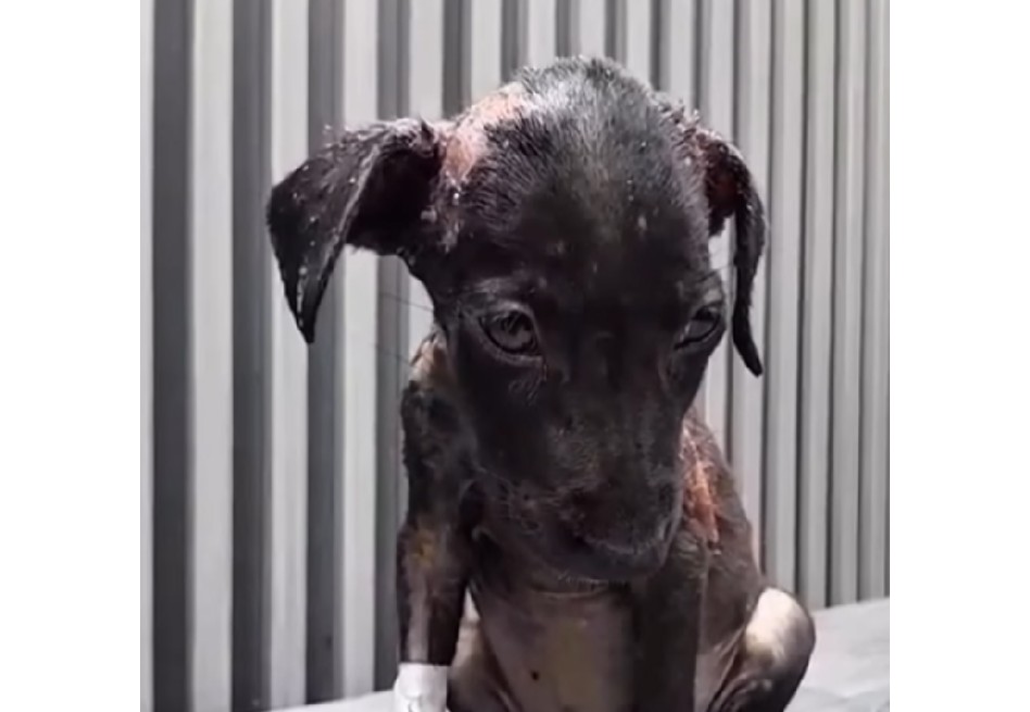 Con solo tres meses, Suspiro fue quemada y necesita ayuda para recibir una transfusión