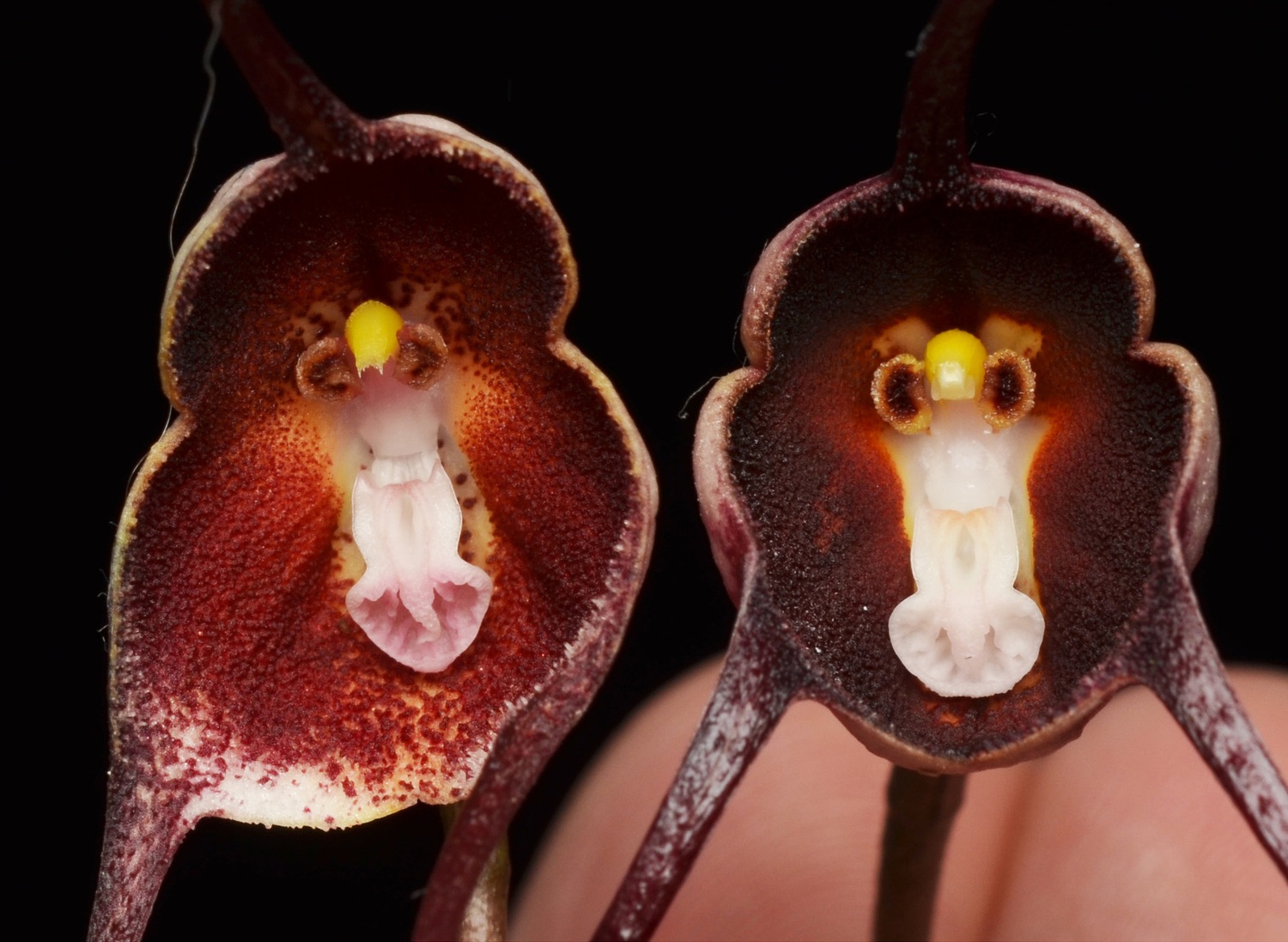Drácula colombiana, a la izquierda, comparada con Drácula benedictii. La especie recién descrita es más clara que la otra.