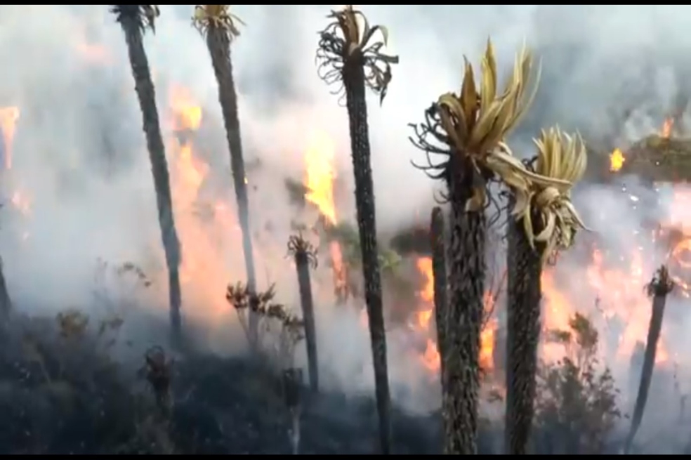 Incendio afecta frailejones de tres metros en Tolima