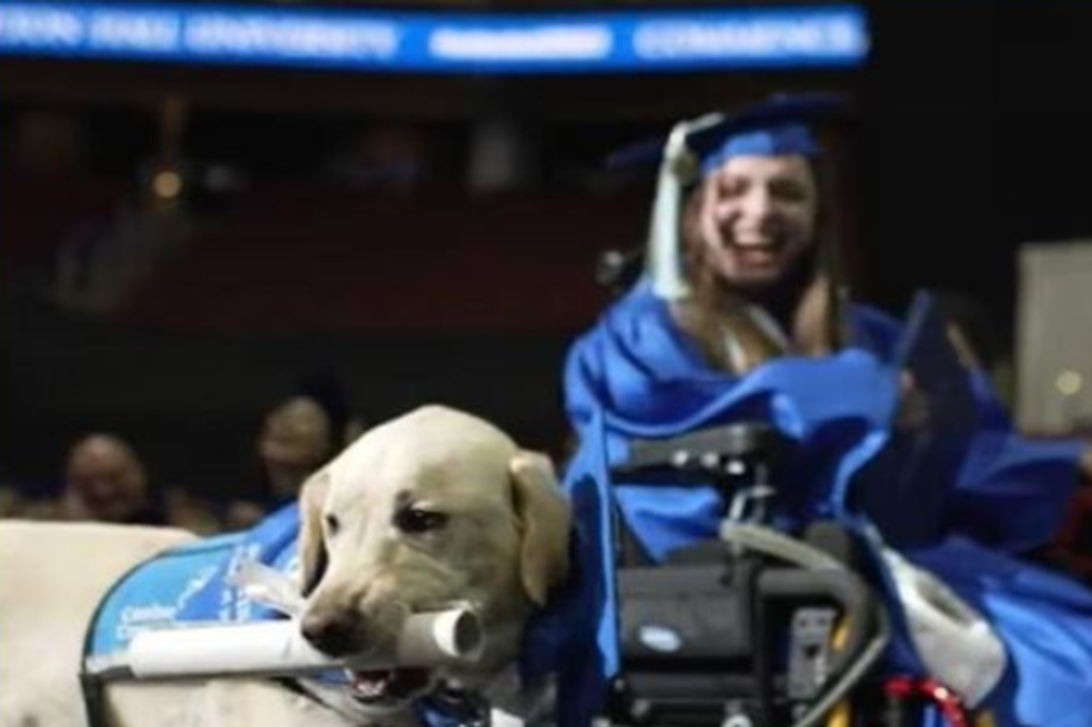 Perro guía recibe diploma universitario por acompañar a una joven a todas sus clases