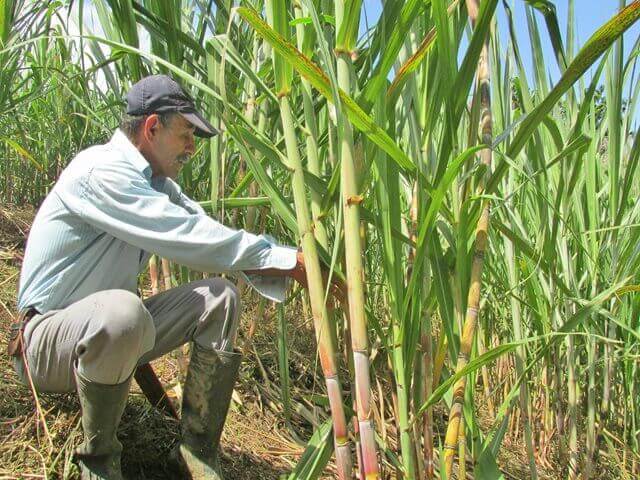 Minagricultura rechaza proceso de patente que genera controversia entre paneleros