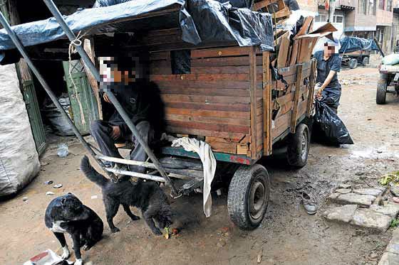 Proponen nuevo censo para carreteros que no recibieron sustitución de vehículos de tracción animal