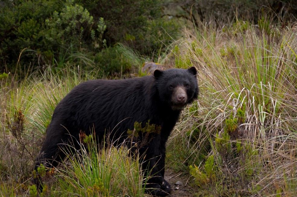 En el día internacional de los osos, se recuerda la importancia del oso andino