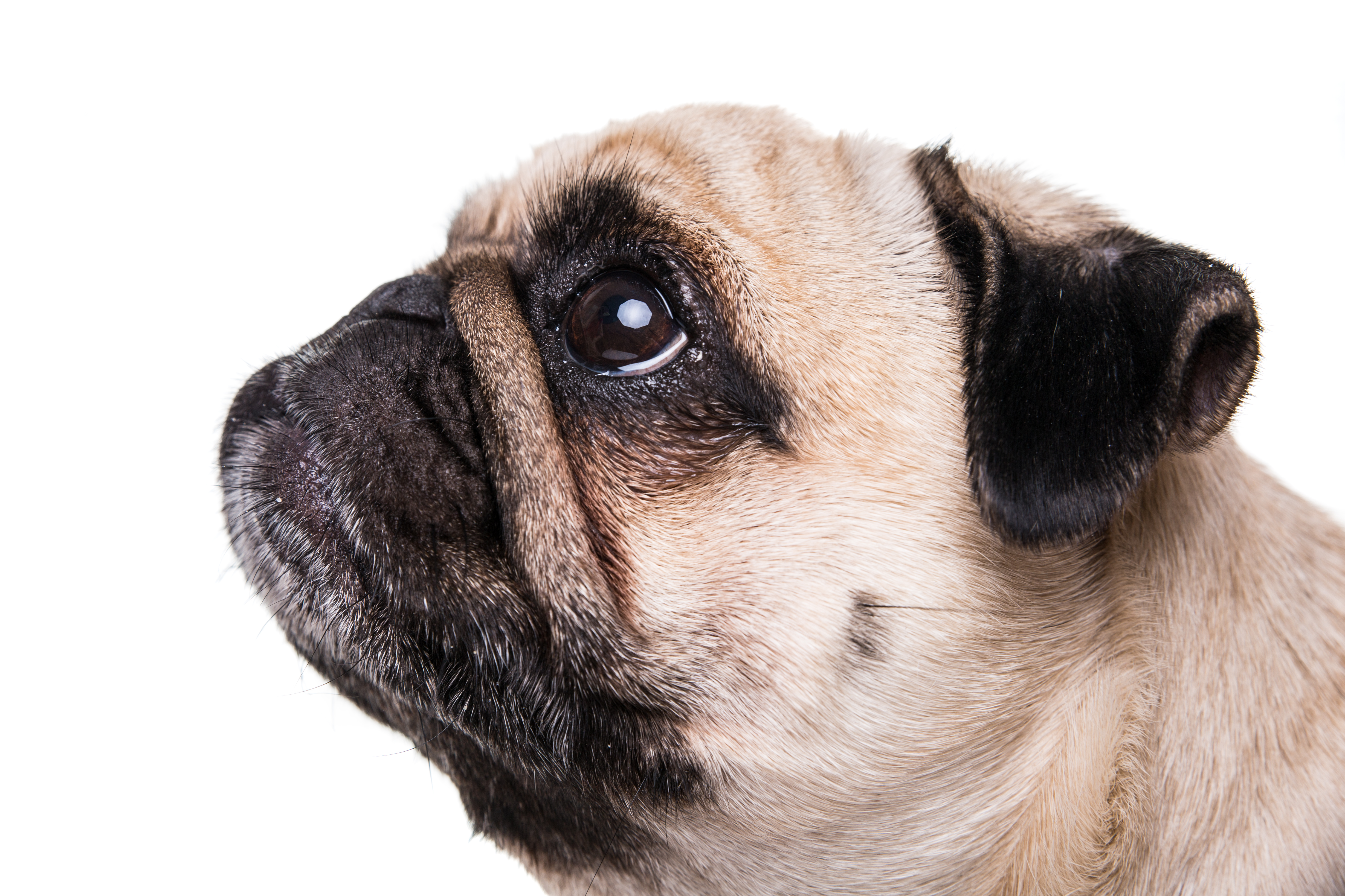 ¿Cuánto puede tardar un perro en volver a casa?