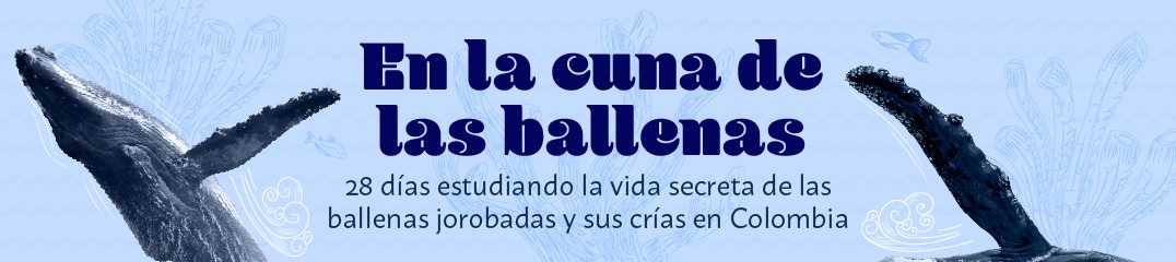 La Fundación Macuáticos Colombia y Madre Agua Colombia pusieron en marcha el primer estudio multidisciplinar y simultáneo en dos áreas del norte de la costa pacífica para conocer la vida de las ballenas y sus ballenatos.