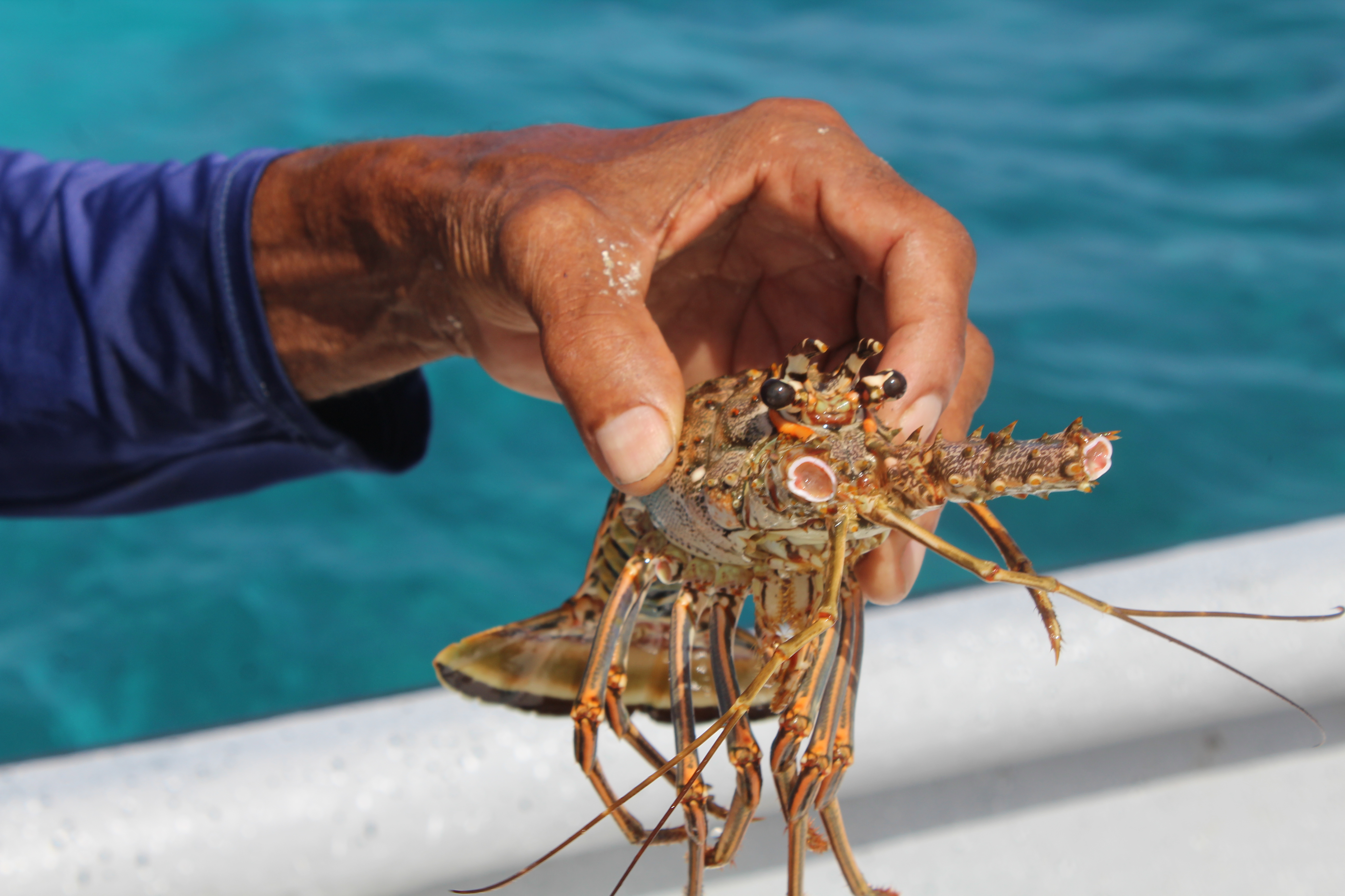 El padre de Rolando sostiene una langosta espinosa (Panulirus argus) que su hijo acaba de capturar.