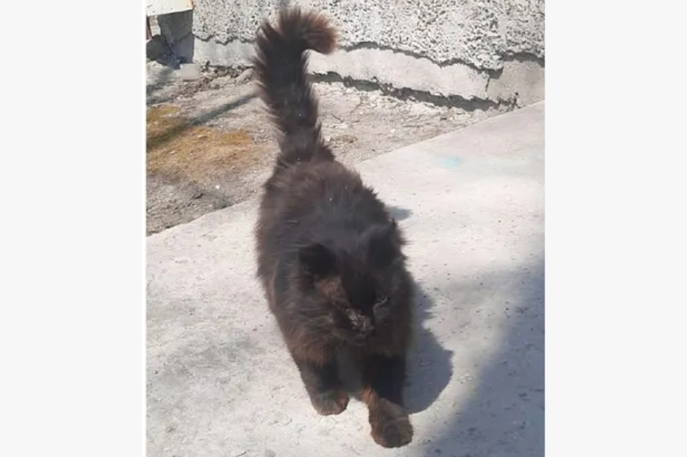 La emotiva historia del gato callejero que visita al veterinario cada primavera