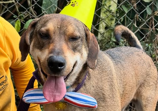 Fundación Colitas Felices busca apoyo para trasladar a más de 100 animales