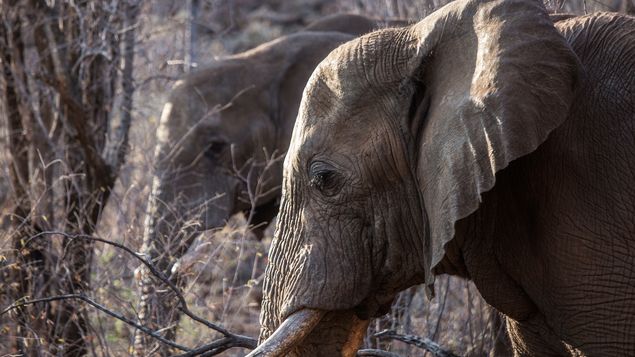 Tres elefantas estarían siendo maltratadas en un zoológico argentino, según sus abogados