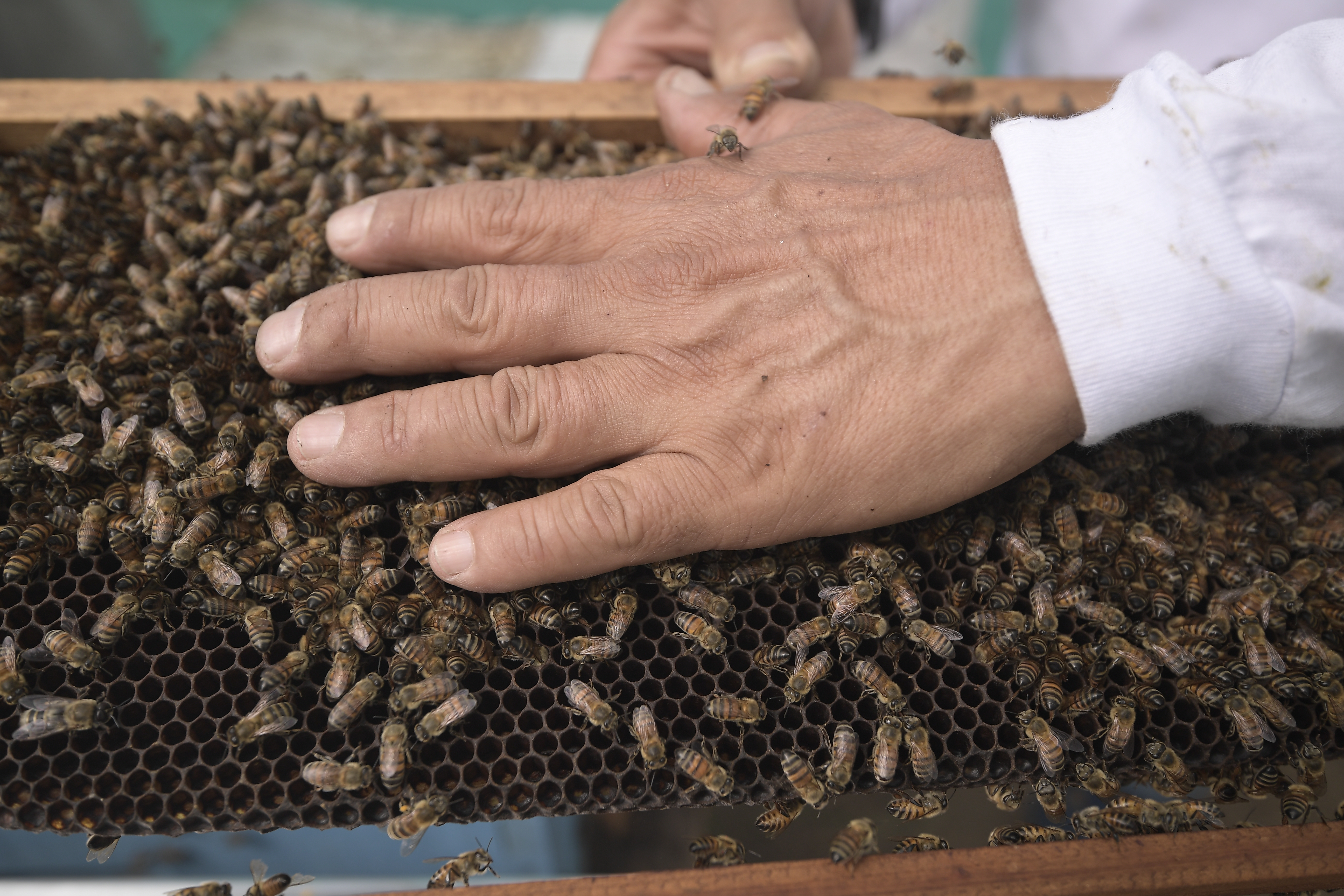 Un parásito está matando a las abejas, pero la ciencia tiene una buena noticia