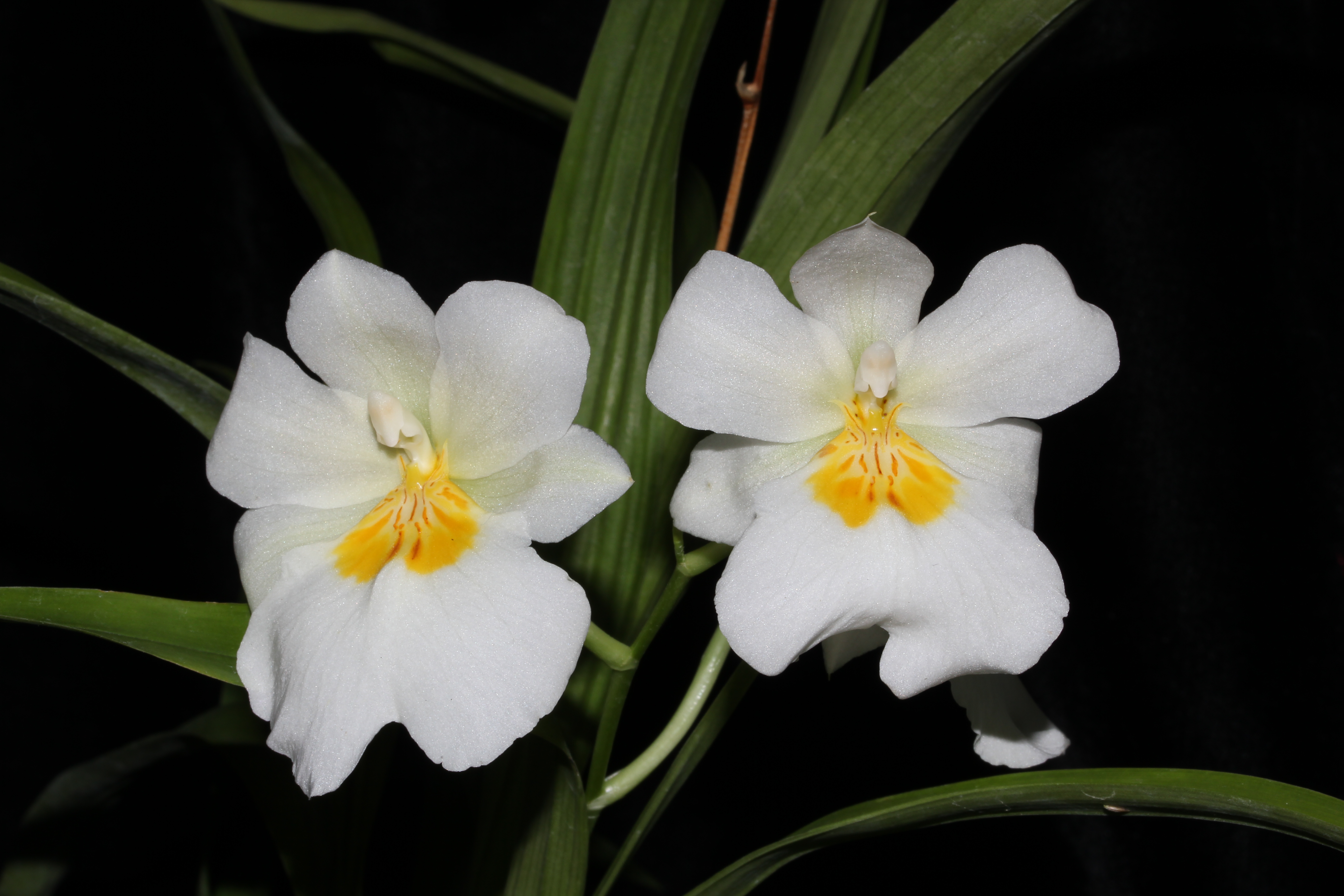 Especie Miltonia roezli