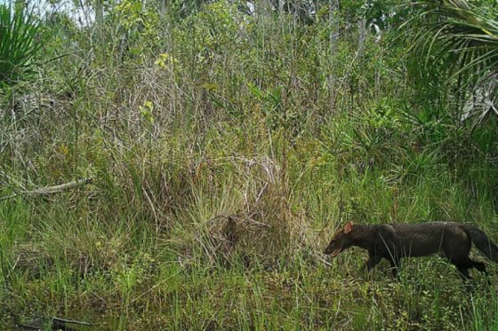 Liberan a 53 animales silvestres en Antioquia