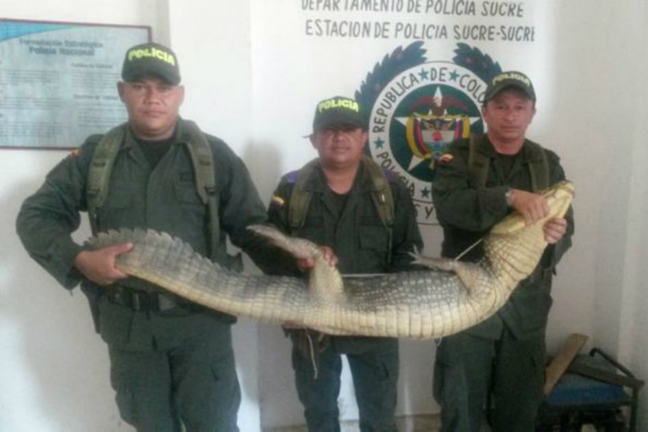 Atrapan caimán que mordió a un niño en Sucre