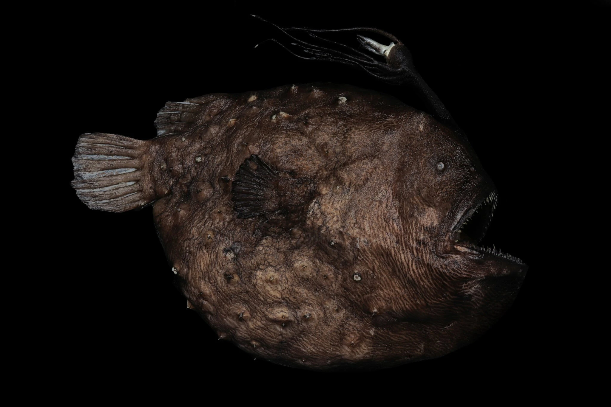 Los misterios que esconden los peces rape, una especie poco conocida de las profundidades
