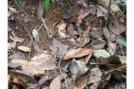 Cinco heridos al pisar minas antipersona en Arauquita, sembradas por el ELN