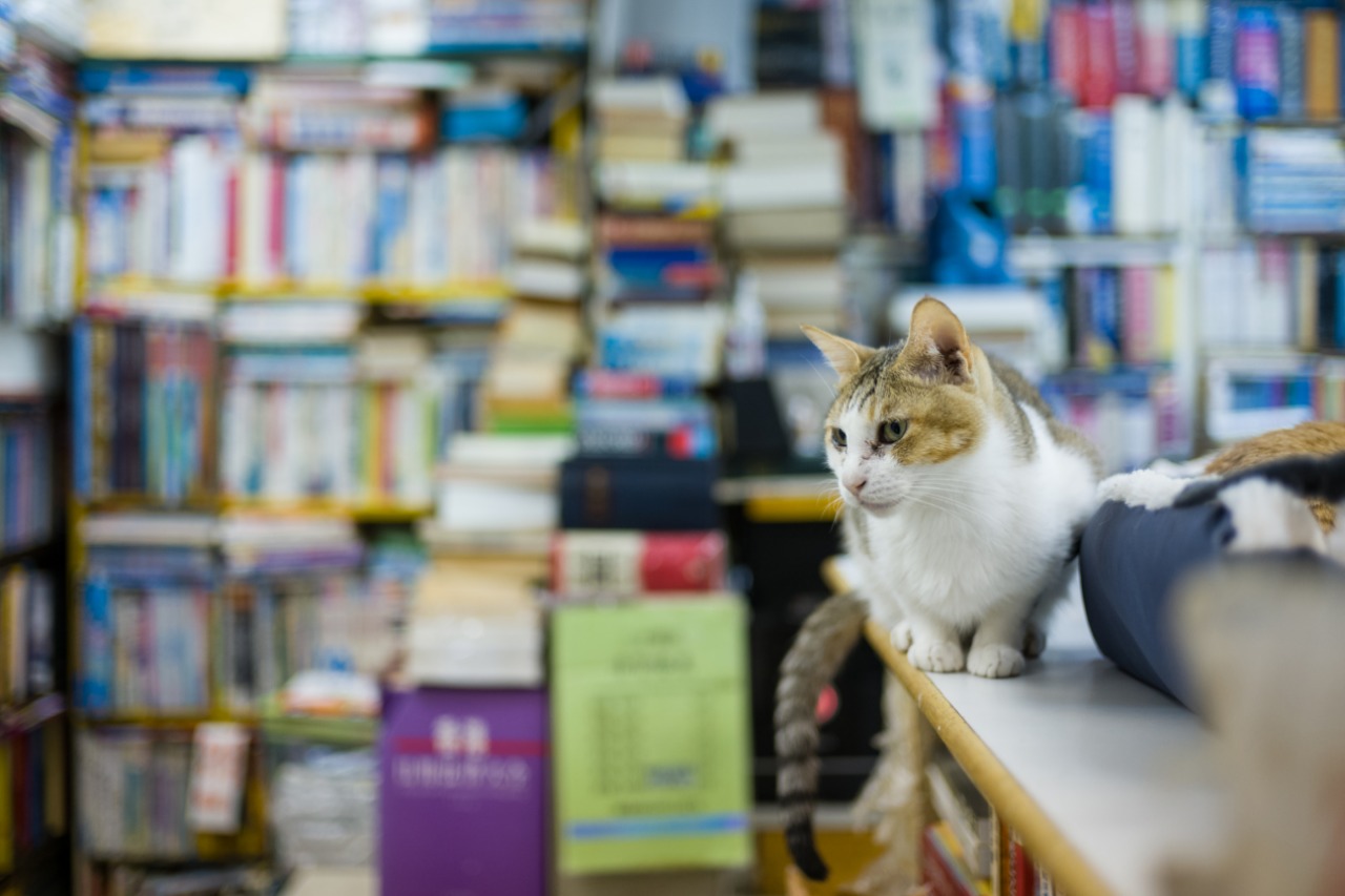 Esta librería también es un refugio para los gatos