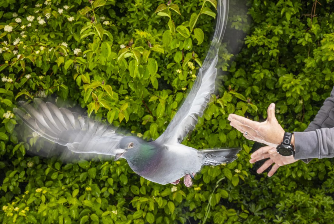 ¿Cómo encuentran el camino las palomas? Un estudio apunta a una brújula en su hígado