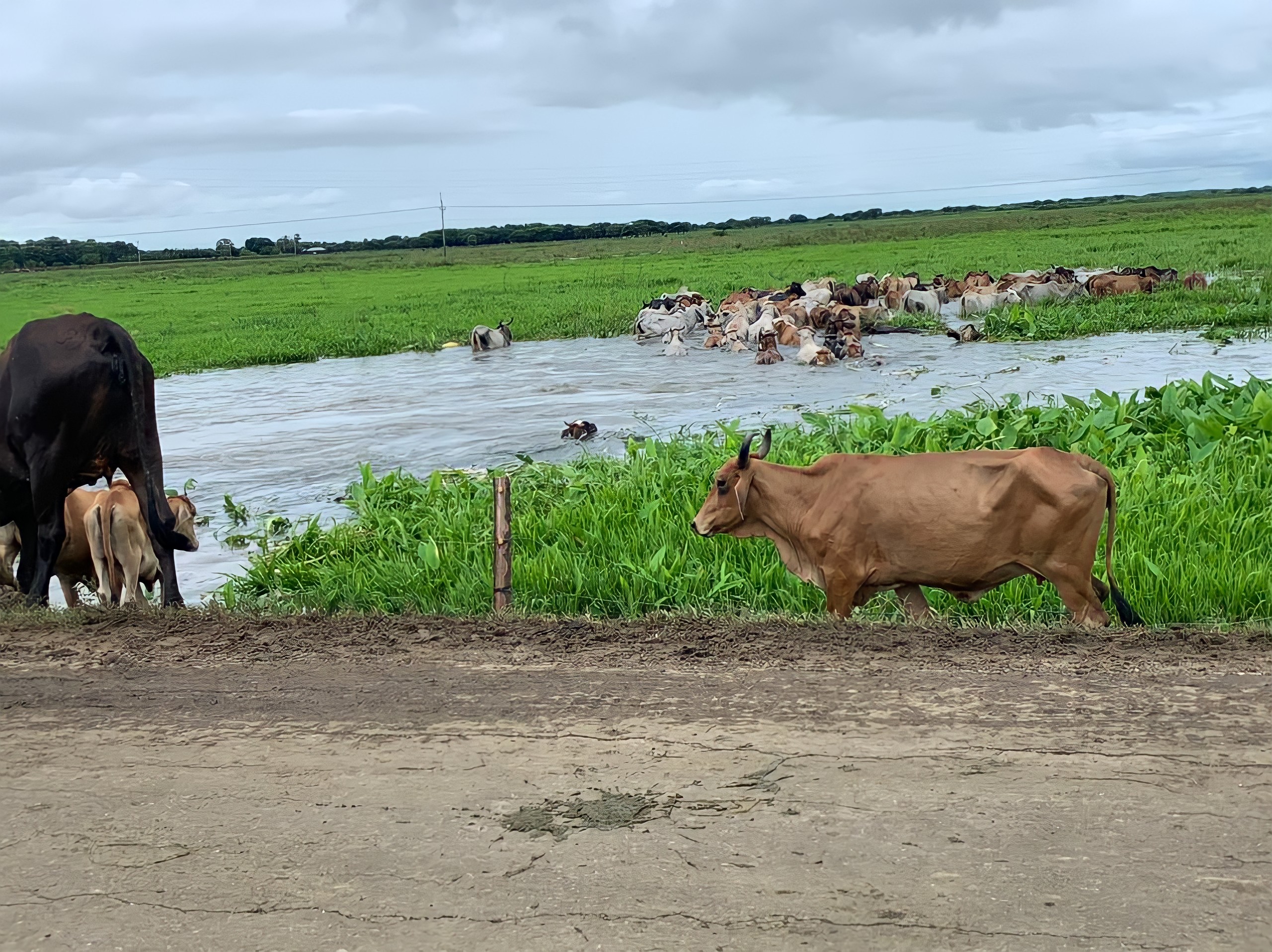 De acuerdo con datos de la Unidad de Planificación Rural Agropecuaria (UPRA) de 2021, entre Sucre y Bolívar tienen un inventario de bovinos de 2'466.860.