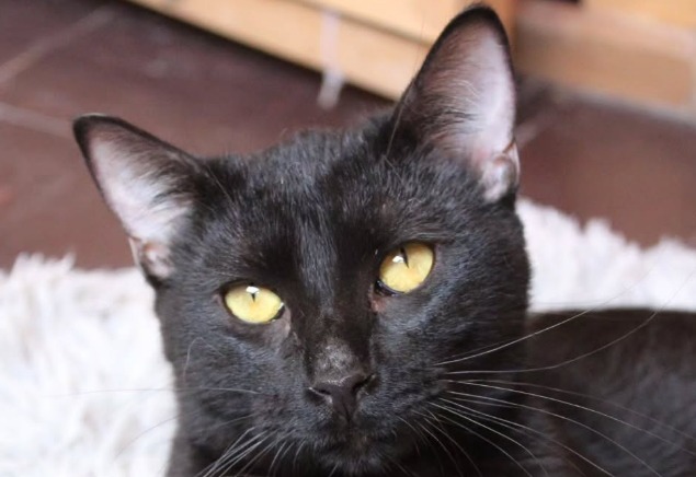 Vygo fue encontrada arrastrándose, pero logró volver a caminar: ahora busca hogar