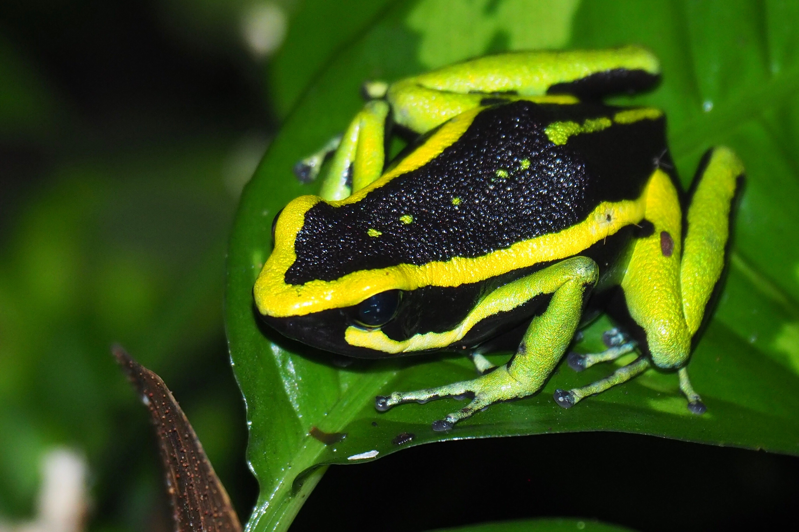 Photo taken in Amazonas, Colombia