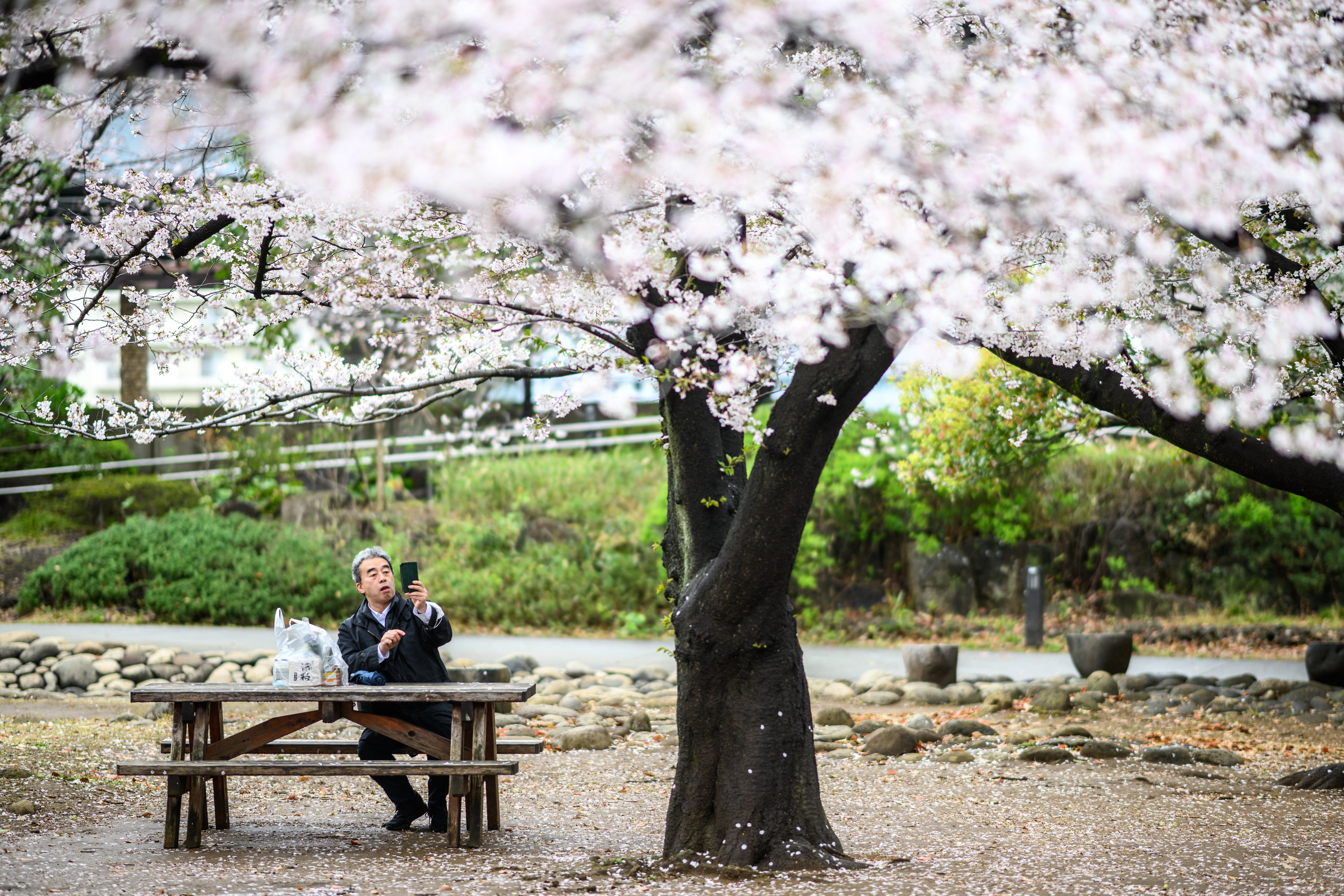 (FILES) This file photo taken on April 2, 2025 shows a man taking pictures of the blooming cherry blossoms at Hamacho Park in Tokyo's Chuo district.