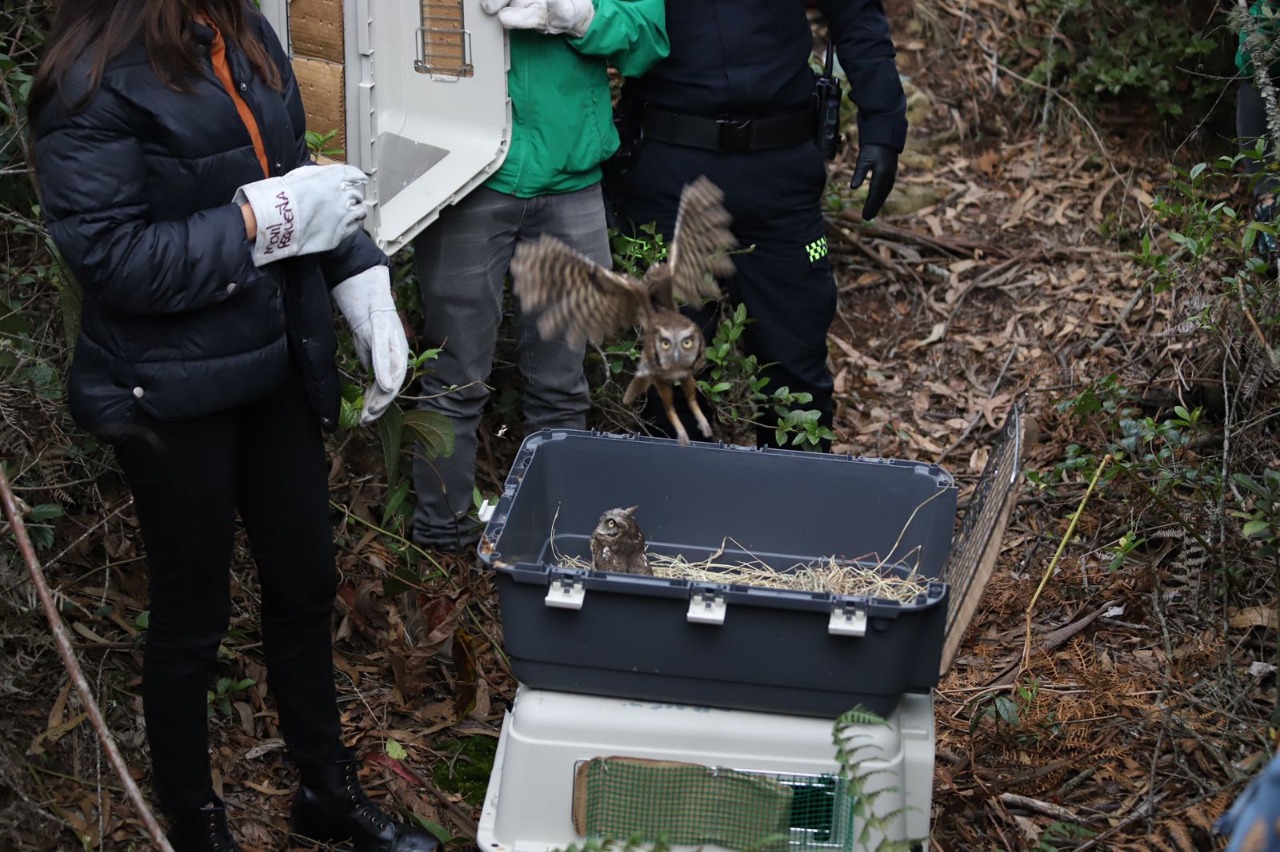 Las aves liberadas habían sido recuperadas en diferentes puntos de la ciudad y rehabilitadas por profesionales de la autoridad ambiental en el Centro de Fauna Silvestre.