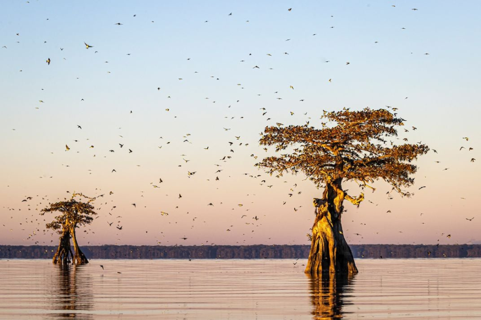 Golondrinas arborícolas descansando sobre cipreses calvos desnudos y viejos. "Las aves se apiñaban tanto que las ramas parecían tener hojas", comentó Vicki Santello, quien obtuvó la mención honorífica plantas para aves.