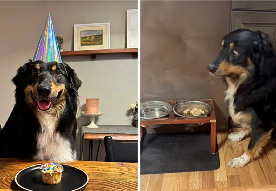 En video: esta es la razón por la que un perro de terapia dejó de comer