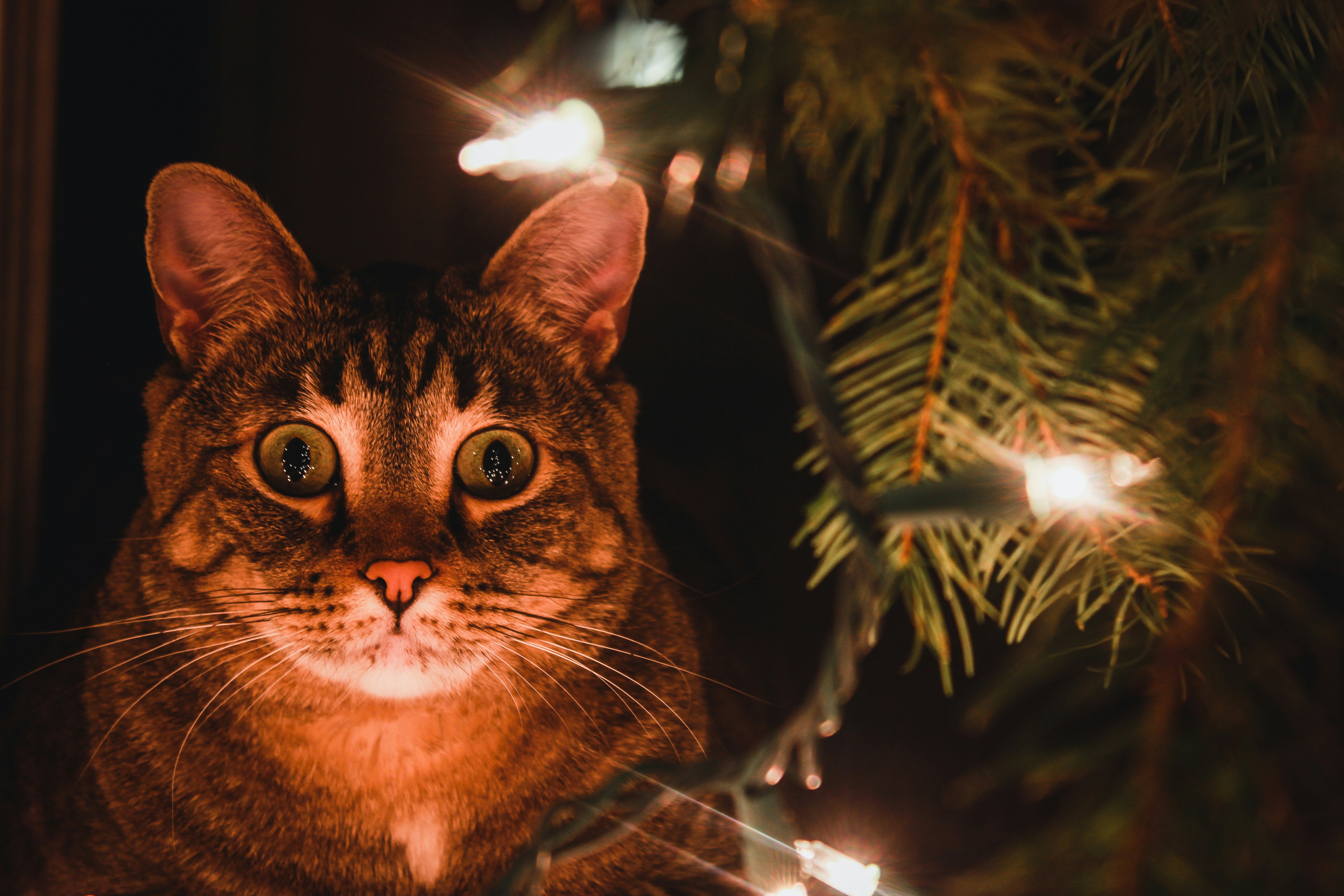 ¿Cómo es la visión nocturna de un gato?