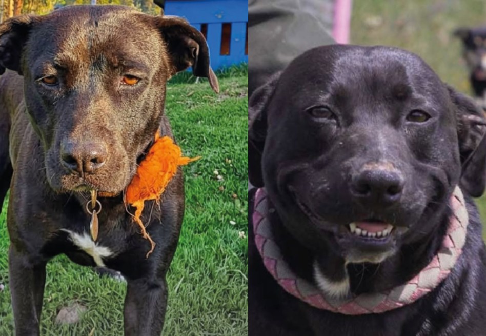 El antes y después de Salma, la perrita negra que lleva cuatro años a la espera de un hogar
