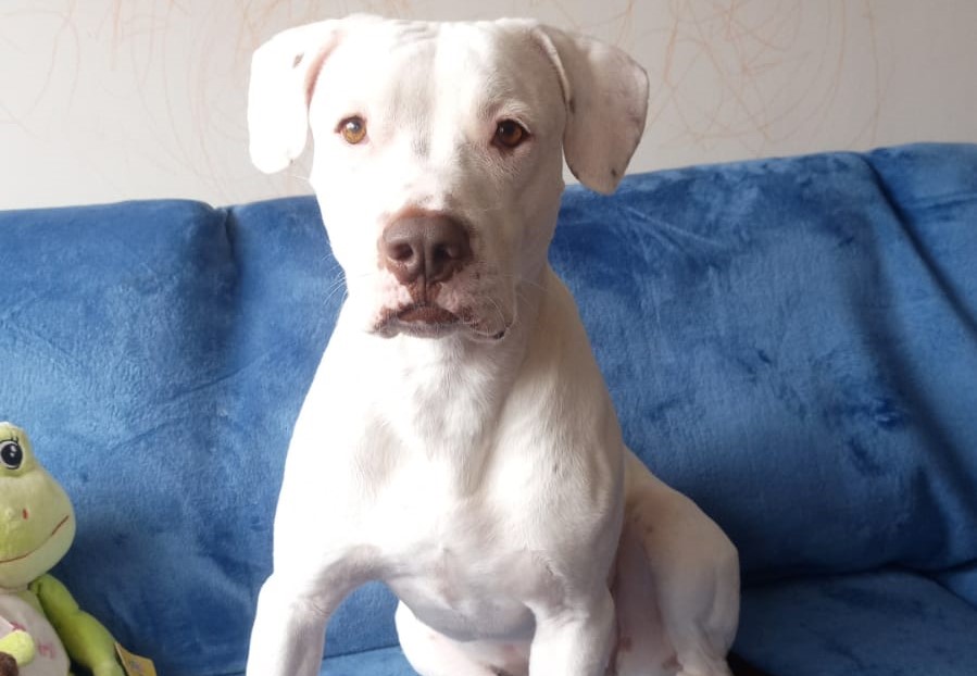 Perros albinos: características, origen, problemas y cuidados