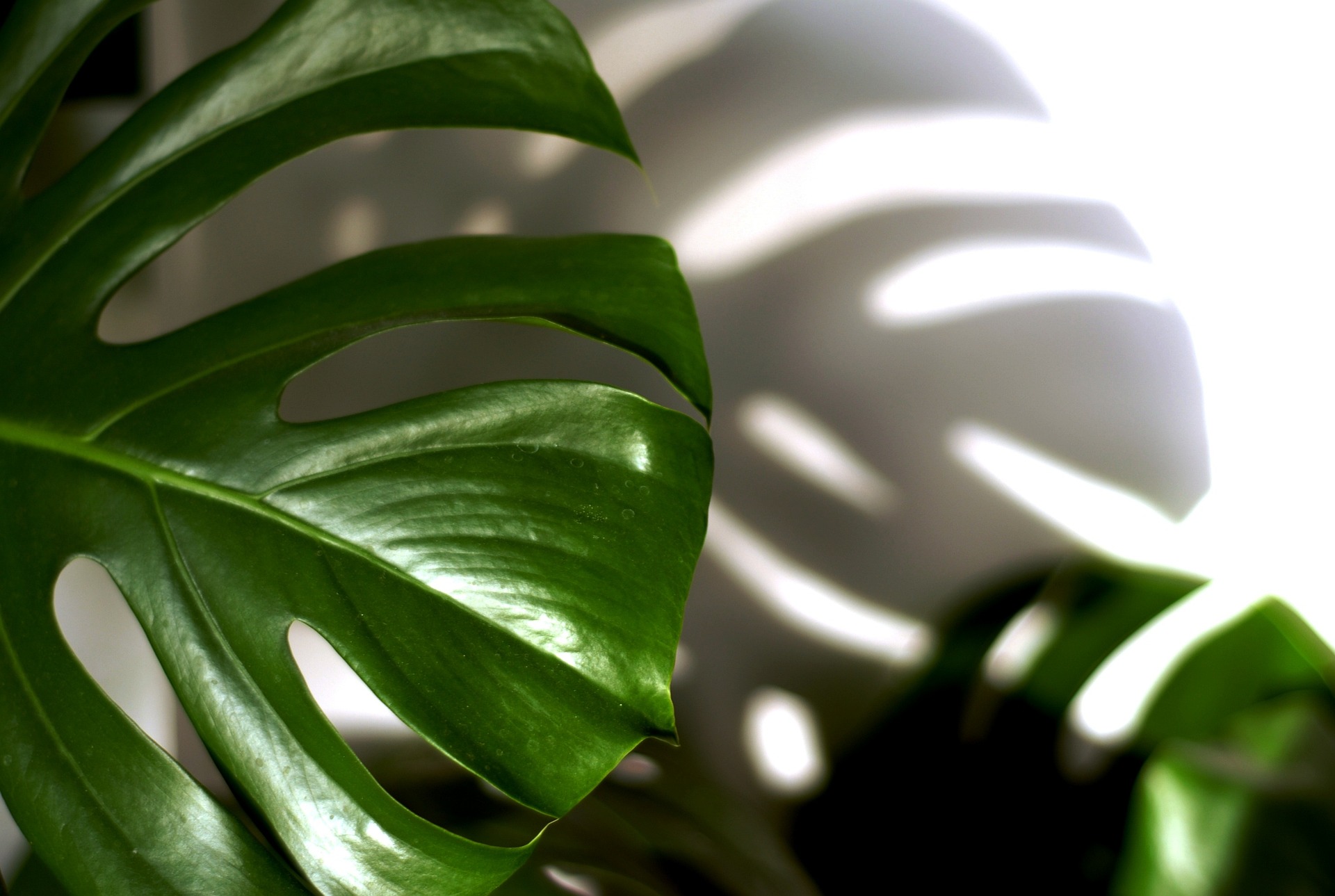 Filodendro: mil nombres y variedades de una planta bella y fácil de cuidar