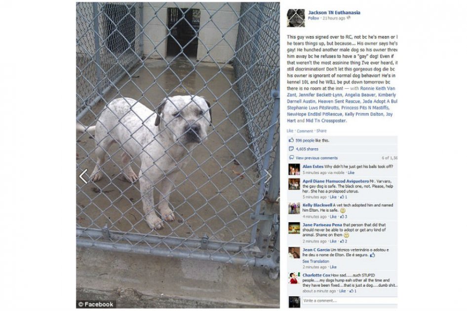Un pitbull iba a ser sacrificado porque su dueño pensaba que era gay