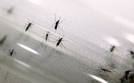 México aprueba la primera vacuna contra el dengue del mundo