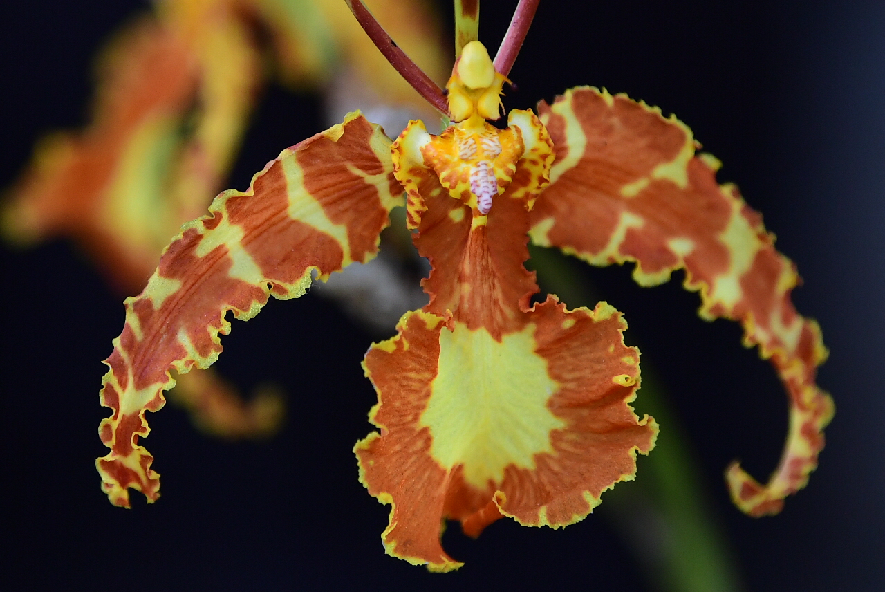 En Bogotá, en el Jardín Botánico, se está llevando a cabo la XX Exposición Nacional de Orquídeas y primera versión internacional que trajo a México como país invitado.