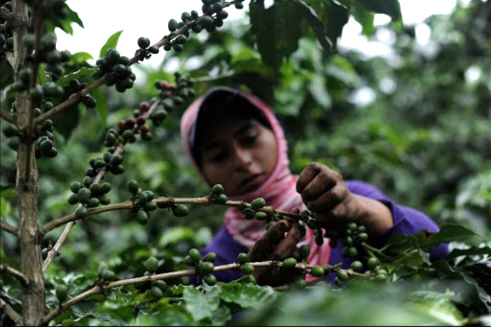 Facturación electrónica, un desafío para los caficultores