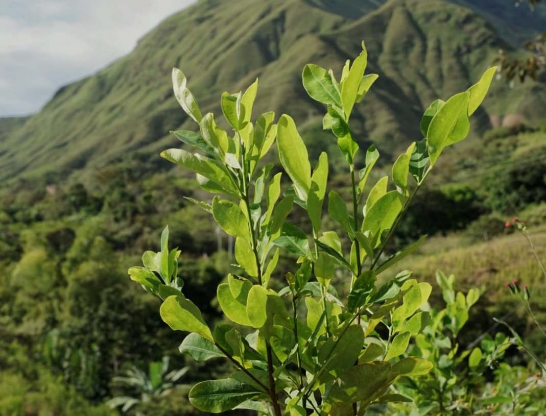 Reto coca 2022: un evento gastronómico con historia e identidad colombiana