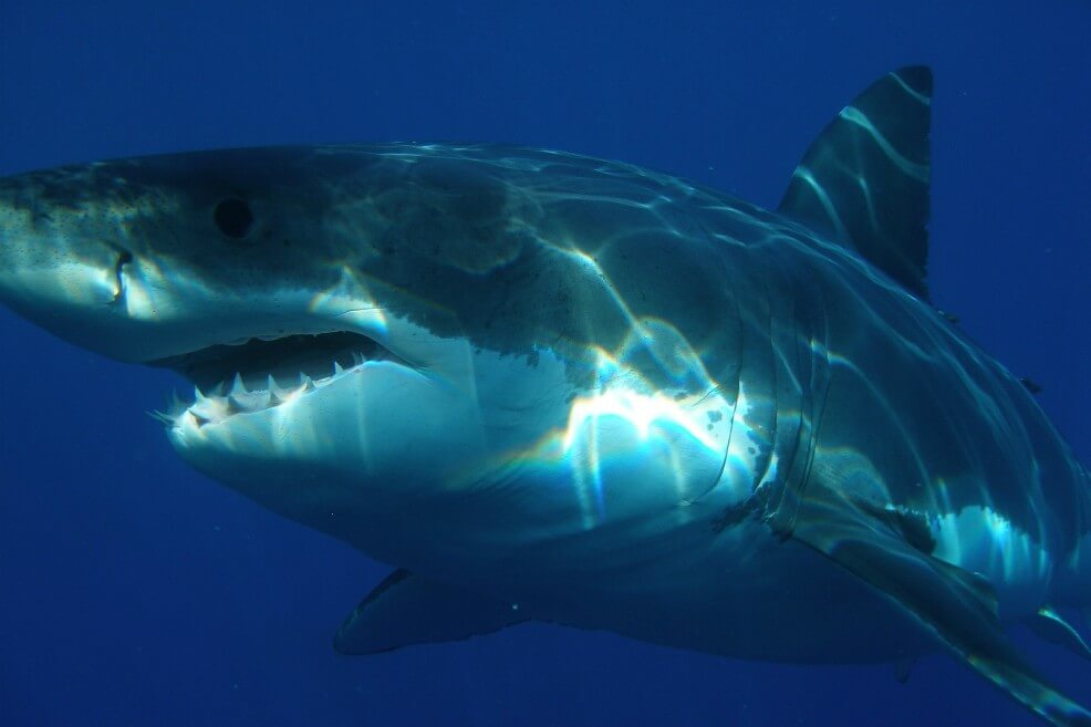 Decodifican el genoma completo del gran tiburón blanco